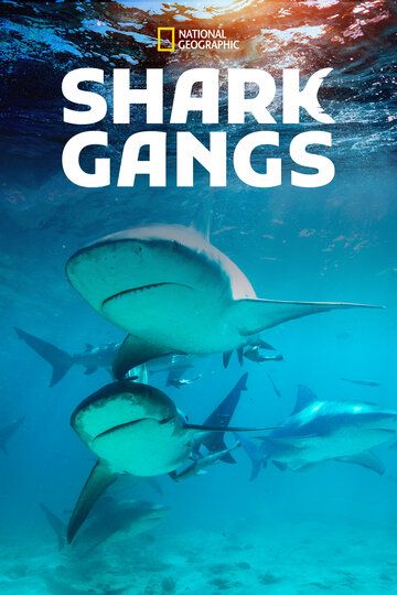 Акульи банды (WEB-DLRip) торрент скачать